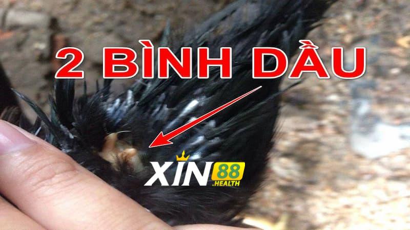 Gà 2 Bình Dầu được hiểu như thế nào?
