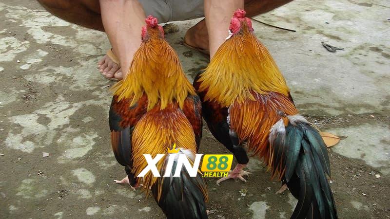 Gà 2 Bình Dầu có những tác dụng gì nổi bật?