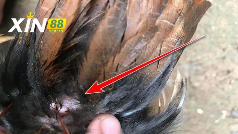 Lý do vì sao gà 2 Bình Dầu thi đấu ấn tượng?
