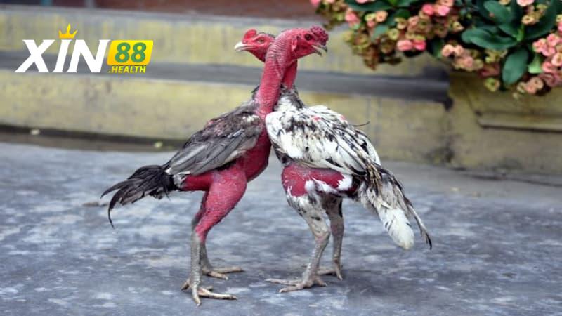 Gà 2 Bình Dầu được xem là linh kê hay dị tướng?