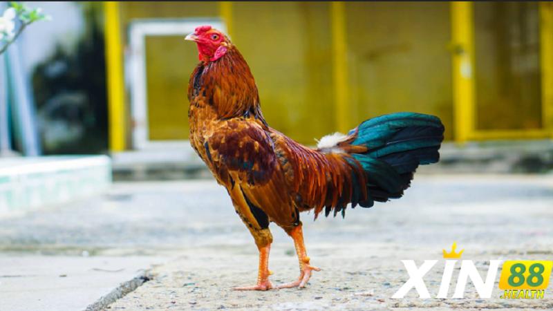Gà 6 cựa thần kê là gì?