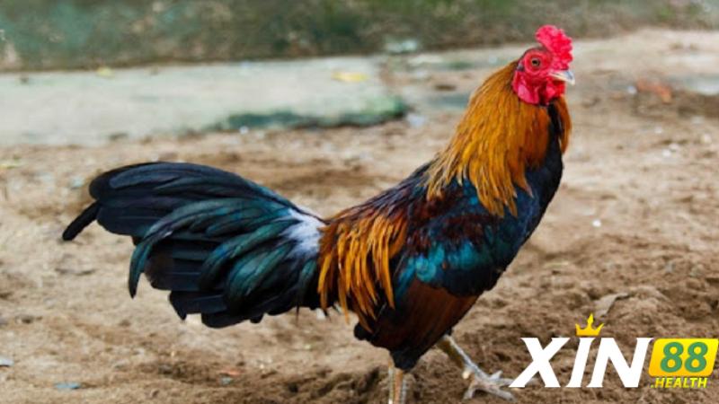 Điểm mạnh vượt trội của gà 6 cựa thần kê so với dòng khác
