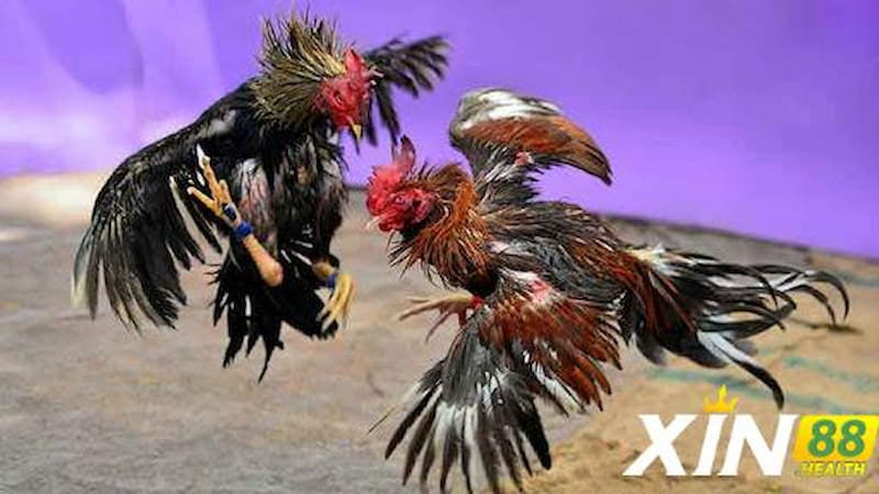 Bí quyết chăm sóc và huấn luyện gà 6 cựa thần kê