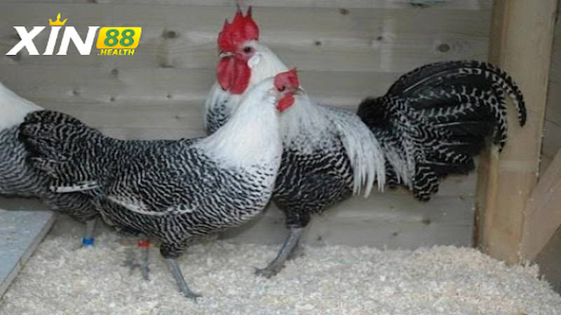 Đặc điểm hình dáng của Gà Ai Cập