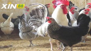 Lợi ích kinh tế của Gà Ai Cập