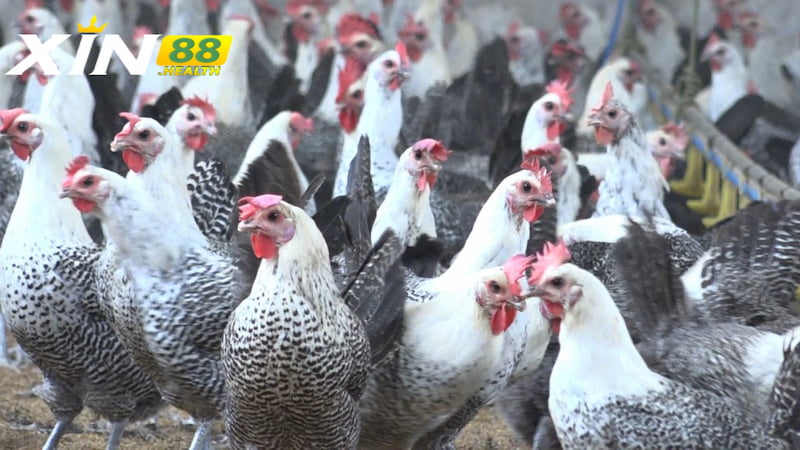 Kỹ thuật nuôi gà cho hiệu quả