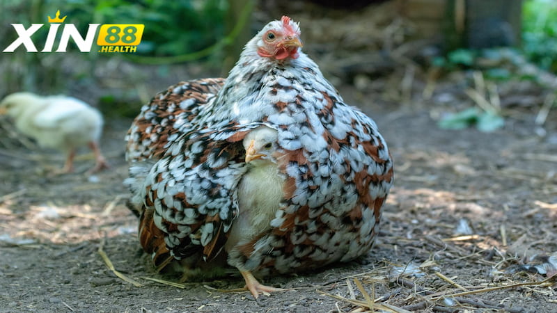 Giới thiệu chung về Gà Bắc Kinh
