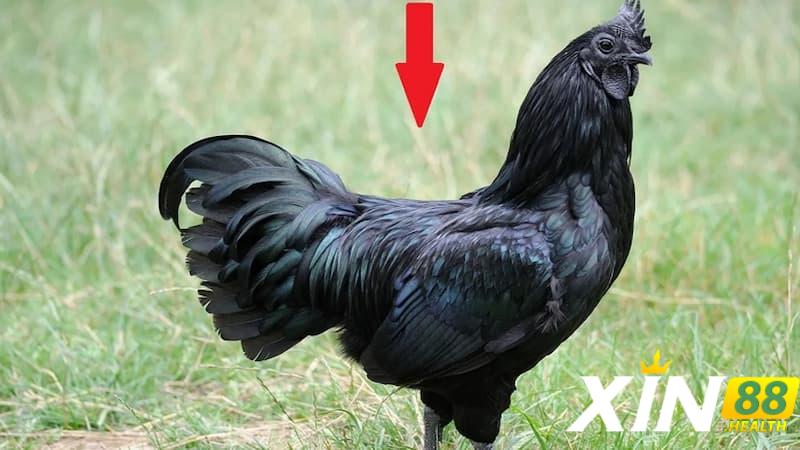 Nguồn gốc và đặc điểm của gà đen Tây Bắc