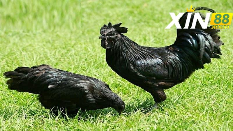 Bí kíp huấn luyện gà đen Tây Bắc thành chiến kê đẳng cấp
