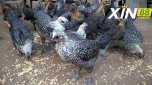 Chia sẻ cách chọn gà đen Tây Bắc chuẩn chiến kê
