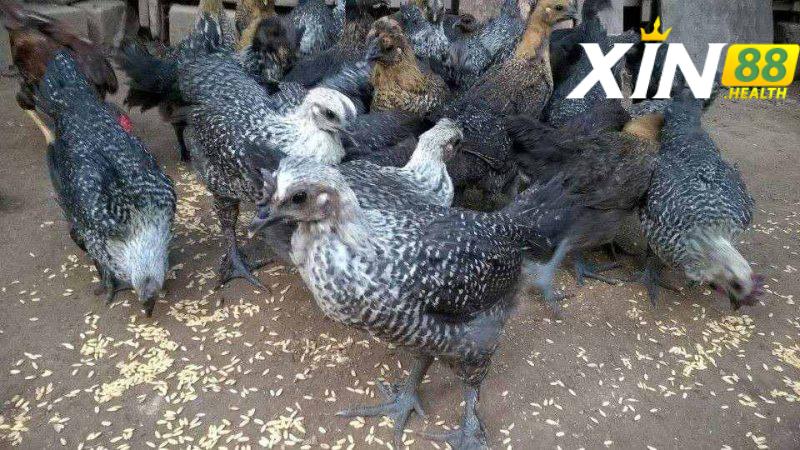 Chia sẻ cách chọn gà đen Tây Bắc chuẩn chiến kê