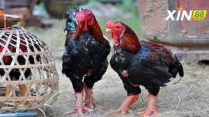 Kinh nghiệm lựa chọn gà đồng từ kê sư lão làng