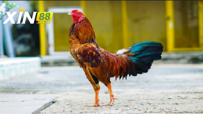Giới thiệu về đá gà Xin88