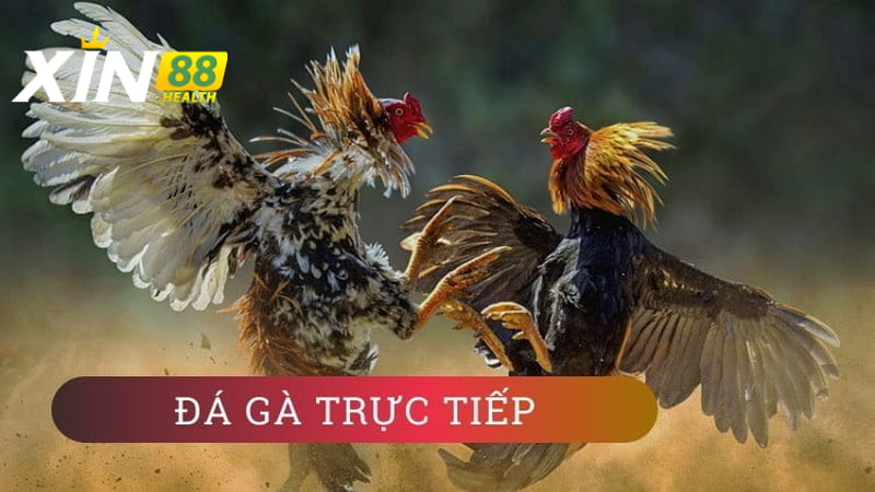 Hướng dẫn tham gia đá gà tại Xin88