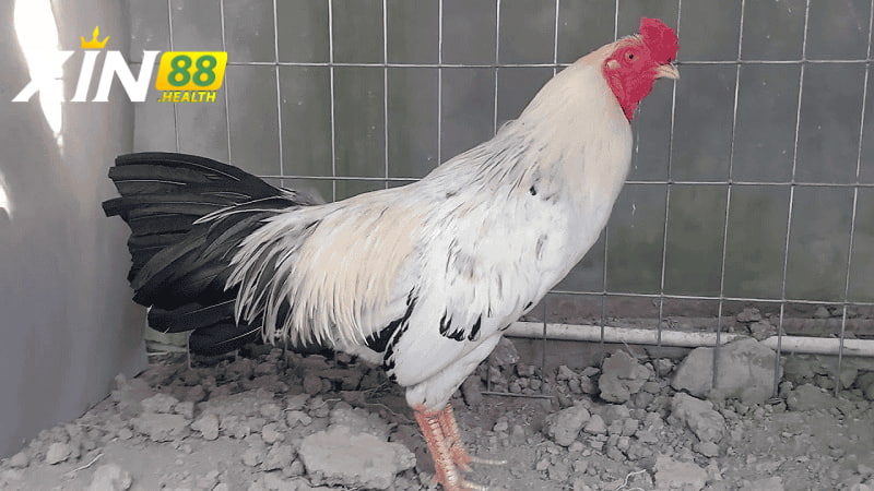 Kinh nghiệm chơi đá gà hiệu quả tại Xin88
