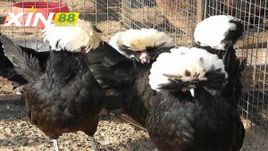 Giá trị kinh tế của gà