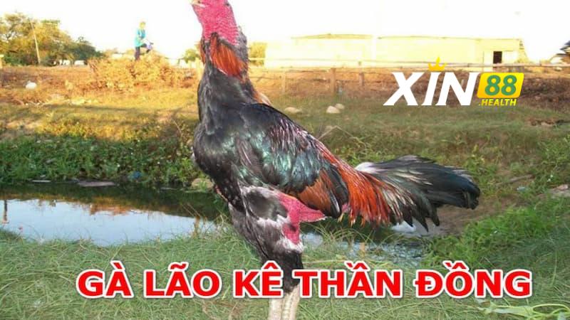Định nghĩa gà Lão Kê Thần Đông là gì?