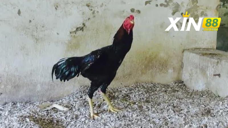 Có những gì đặc trưng ở gà Lão Kê Thần Đông?