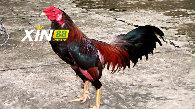 Cách chăm sóc kê Lão Kê Thần Đông