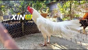 Các chất dinh dưỡng cho gà Lão Kê Thần Đông