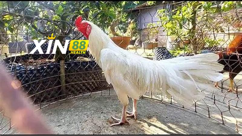Các chất dinh dưỡng cho gà Lão Kê Thần Đông