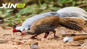 Giá trị kinh tế của gà trong thị trường