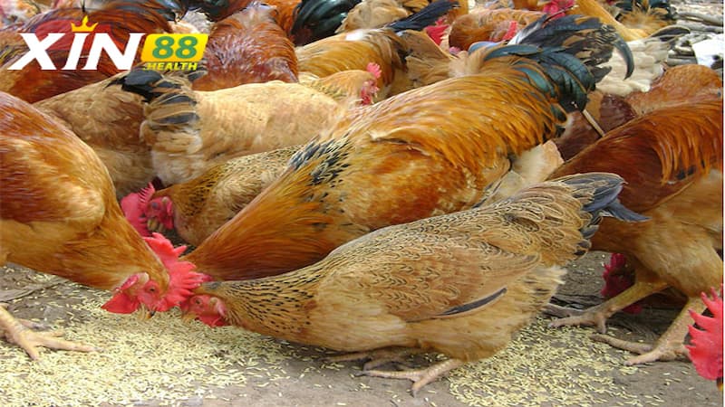 Giới thiệu Gà Lương Phượng