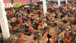 Giá trị kinh tế của Gà Lương Phượng