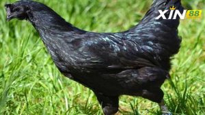 Cách đúc gà mặt quỷ chuẩn không cần chỉnh