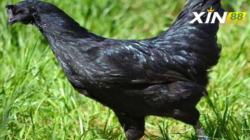 Cách đúc gà mặt quỷ chuẩn không cần chỉnh