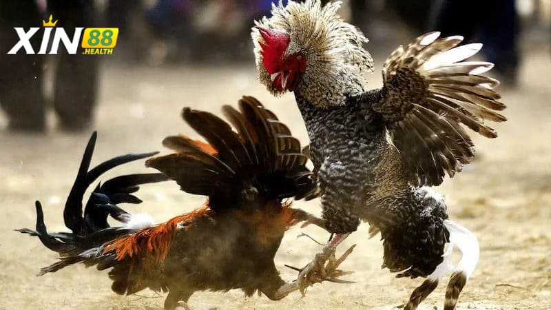 Gà nhật nguyệt thần kê là gì?