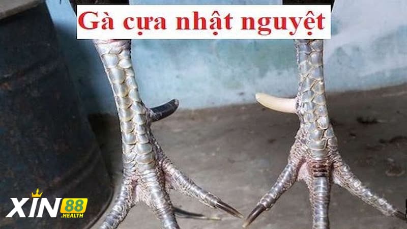 Ý nghĩa phong thủy và tâm linh của gà nhật nguyệt
