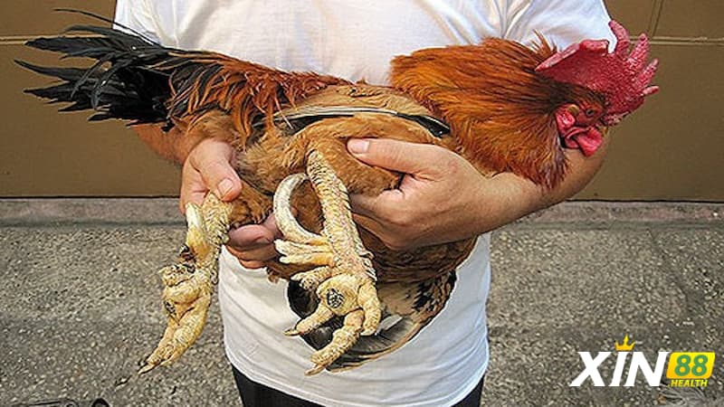 Đôi nét về gà nhiều cựa
