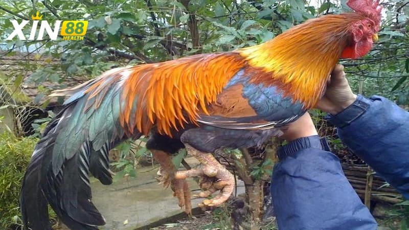 Tìm hiểu đặc điểm nổi bật của gà nhiều cựa