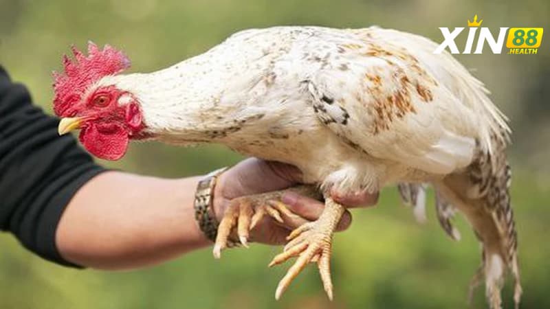 Cách nuôi dưỡng và chăm sóc gà nhiều cựa