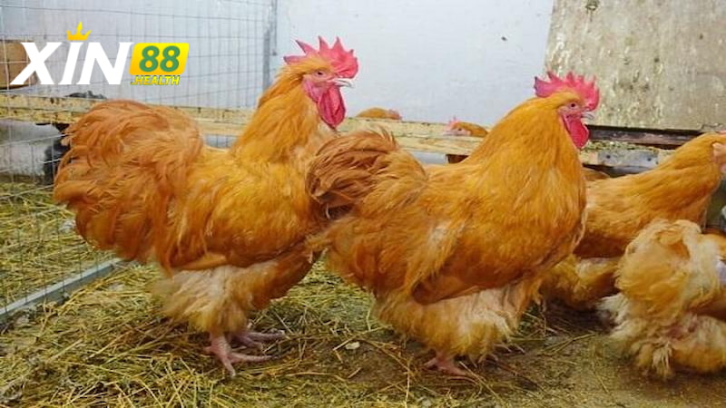 Giới thiệu về gà Opinton