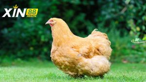 Tầm quan trọng của gà Opinton trong cộng đồng chơi gà