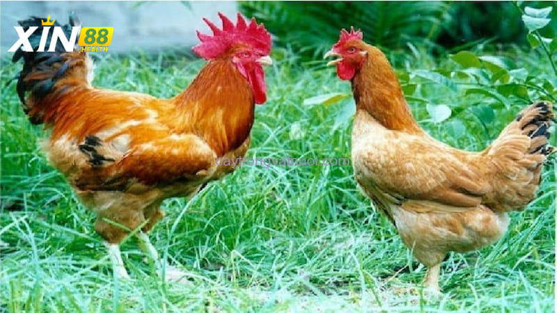 Giới thiệu vài nét về gà tam hoàng