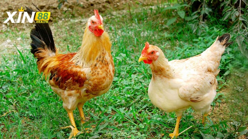 Tìm hiểu tập tình cùng khả năng chiến đầu của gà tam hoàng