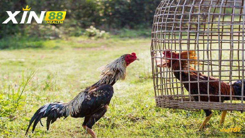 Đặc điểm ngoại hình của Gà Thái