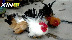 Các giống Gà Thái phổ biến