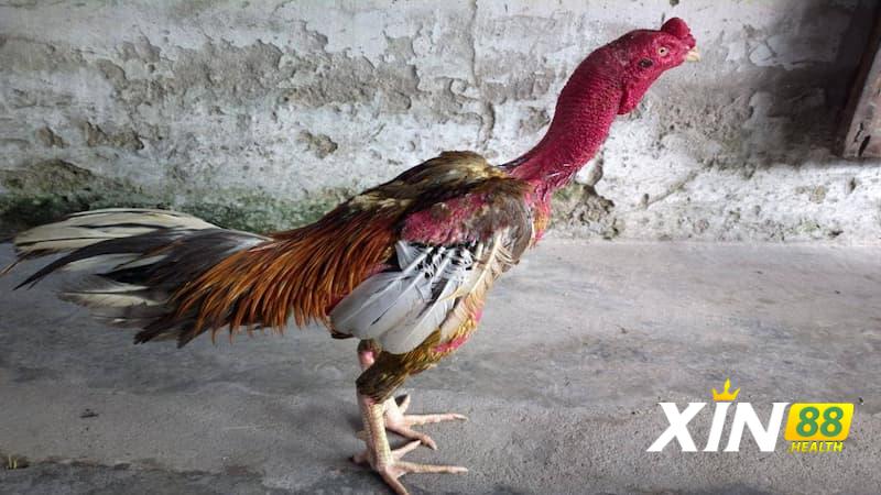 Giới thiệu cơ bản về gà Thần Kê Đoản Lưỡi