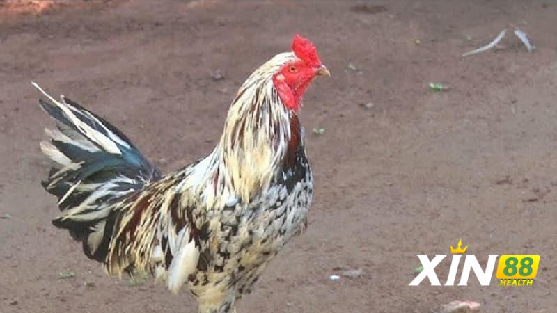 Gà Thần Kê Đoản Lưỡi có đặc điểm nào?