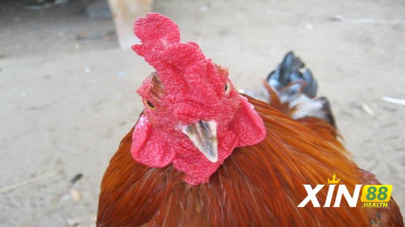 Cách huấn luyện Thần Kê Đoản Lưỡi hiệu quả