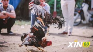Thần Kê Đoản Lưỡi ăn gì để tăng sức mạnh?