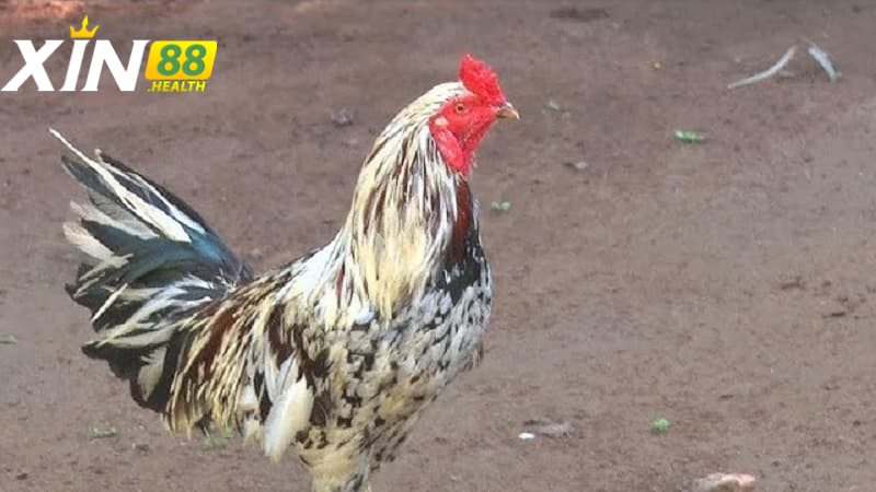 Giới thiệu chung về giống gà thư hùng kê