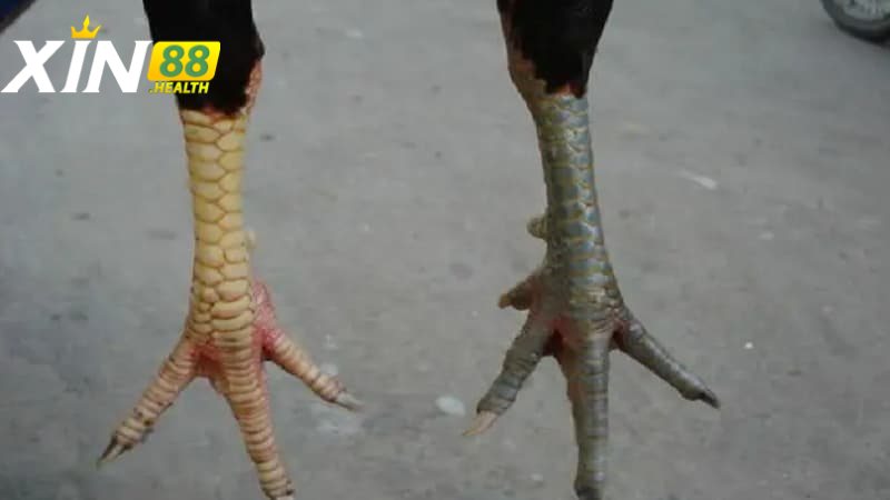 Đặc điểm ngoại hình của gà thư hùng kê