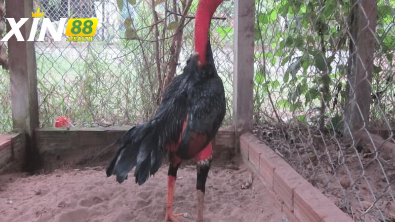 Khả năng chiến đấu của gà thư hùng kê
