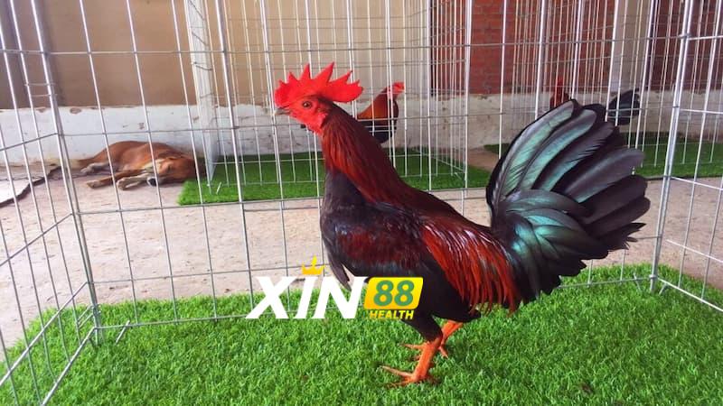 Giới thiệu cơ bản về gà Tre Mỹ