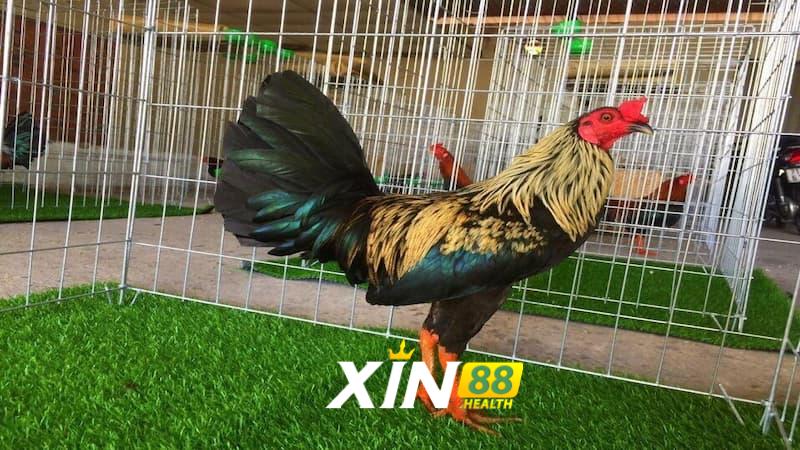 Cách nhận biết gà đá tre Mỹ qua các yếu tố nào?